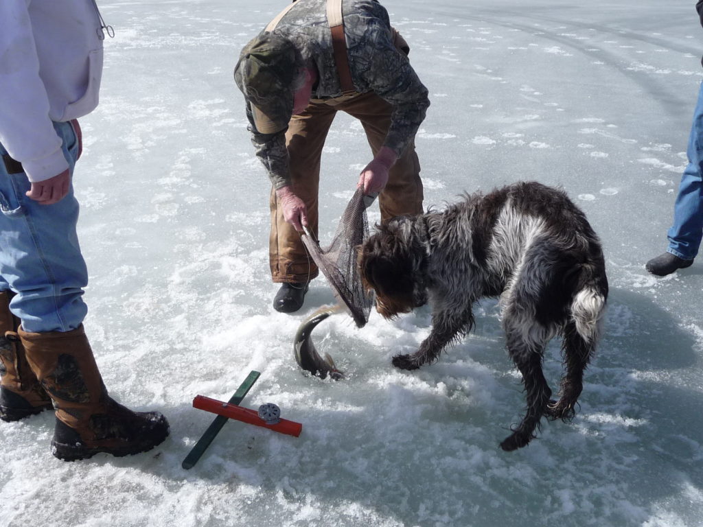 Ice fishing dog!